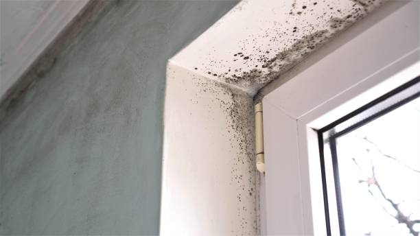 Best Mold Damage Repair  in Crooks, SD