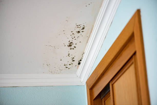 Professional Mold Removal in Crooks, SD